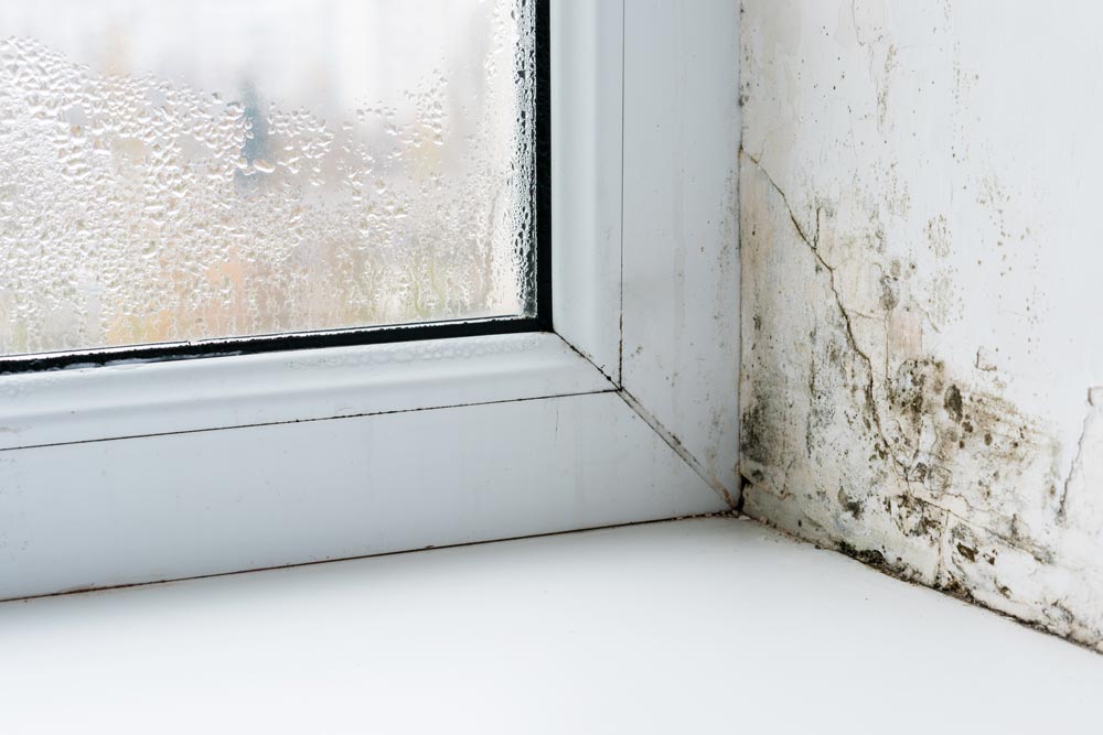 Condensation vs Rising Damp