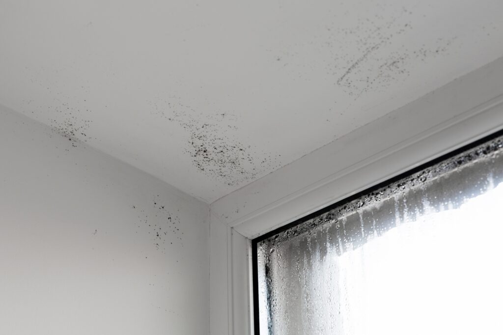 Black Mould in Bedrooms