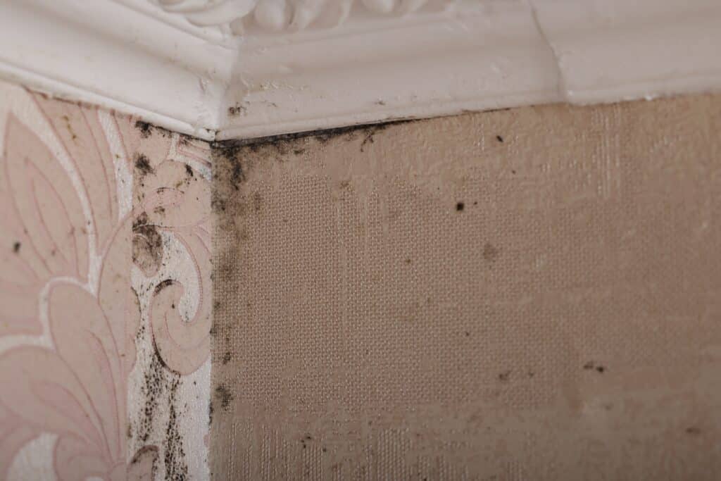 Damp Proofing Damp Survey Blackpool - Wall affected with black mould indoors, closeup view